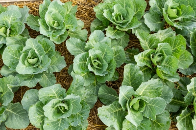 cabbage-superfood cabbage-superfood