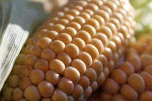 corn