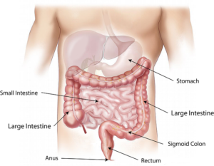 small intestine