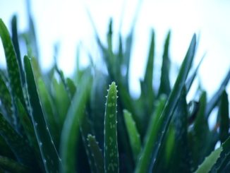 aloe