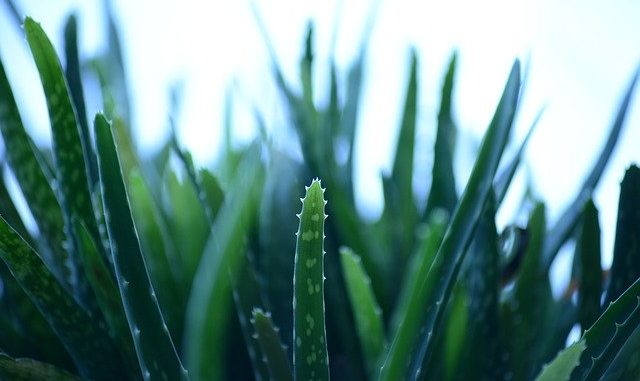 aloe