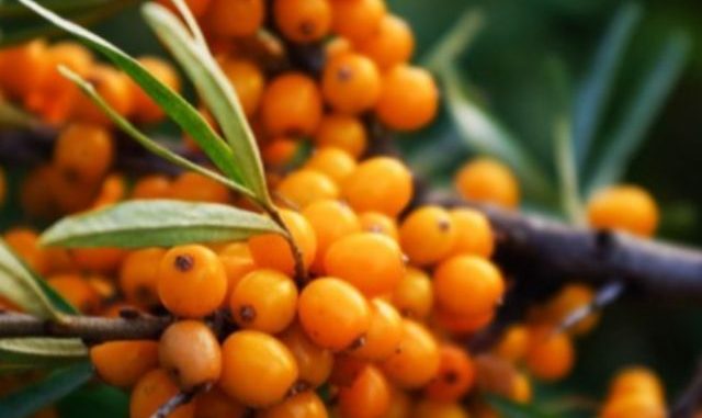 sea-buckthorn