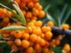 sea-buckthorn