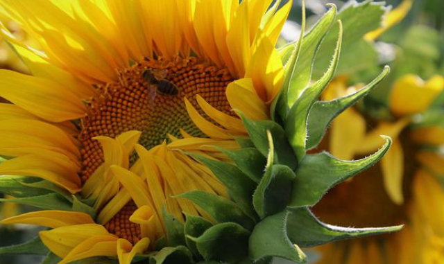 sunflowers